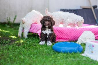 Lagotto romagnolo s PP FCI - 3