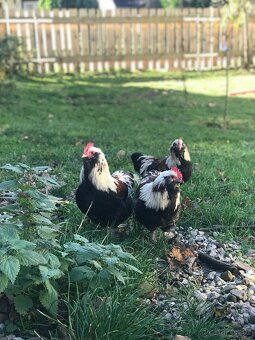 Nabízím kohoutky - kříženci faverolky zdr. - 3