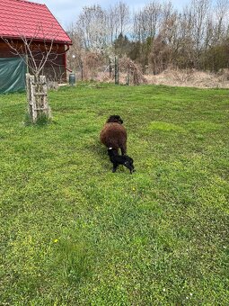 Quessantská (Ouessanská) ovce - 3