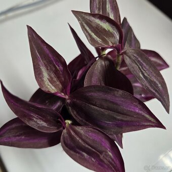 Tradescantia Zebrina tmavá - 3