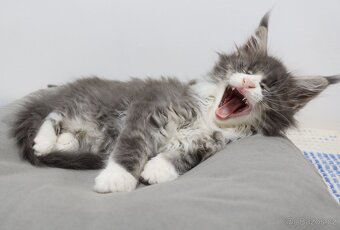 Mainská mývalí, koťata - 3