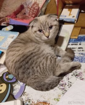 Skotská klapouchá, kotě, kocourek. - 3