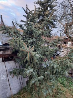 Vánoční jedle a smrk stříbrný - 3