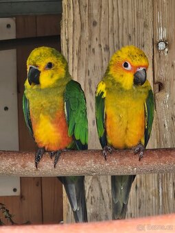 Chovný pár Arantingy jendaj - 3