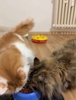 Kočky typu Mainské mývalí bez PP - 3