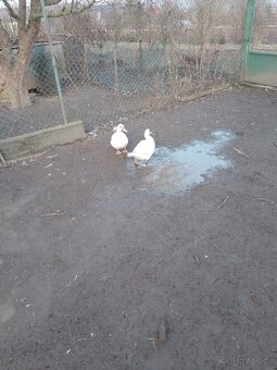 Kachna čínská - 3