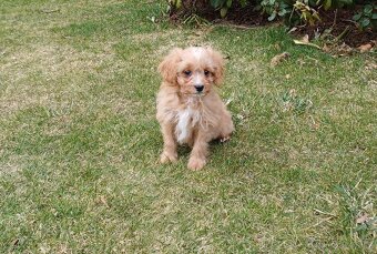 Cavapoo - 3