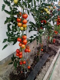 Opora na rajčata - 3