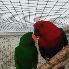 Papoušci - chovné páry - 3