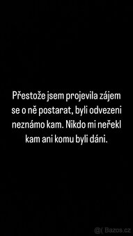 Hledám Kocoury - 3