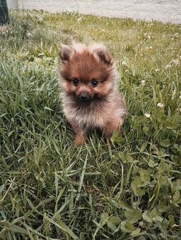 Pomeranian bez pp - 3
