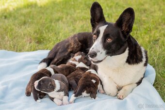 Welsh Corgi Cardigan - 3