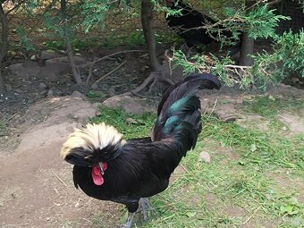 Kohouti hedvábničky a holanďanky - 3