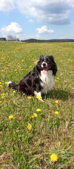 Border kolii ke krytí - 3