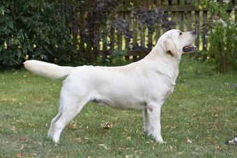 Labradorský retriever s PP - 3
