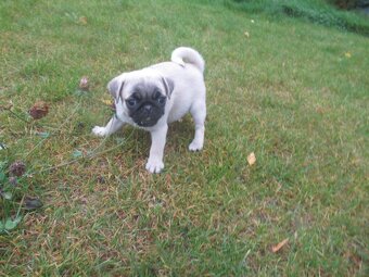 Mops štěňátka - 3