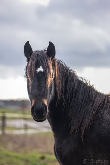 REZERVACE- Welsh Cob klisna 3 roky - 3