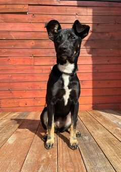 LESSI - štěně, fenečka 5 měsíců - 3