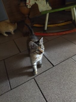 Daruji koťátka - 3