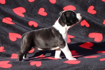 Americký stafordšírský teriér s PP fenka 2 - 3