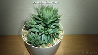 Haworthia cv. Marble ( sukulent ) - 3
