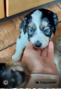 Štěňátko fenečka kříženec border kolie - 3