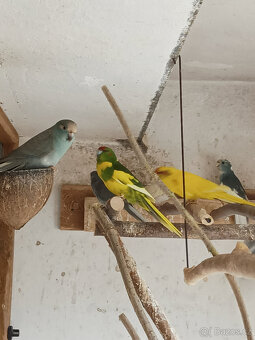 Kakariki modré straky - 3