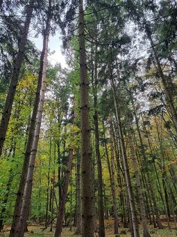 Prodej lesa 7429 m² Nivnice - 3