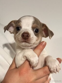 Krátkosrstá čivava bez PP - 3