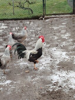 Domací vajíčka - 3