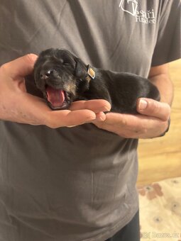 Štěnata Hovawart s PP - 3