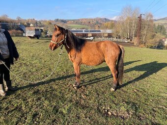 Hřebec/valach ČSP Pony dvouletý červený plavák - 3