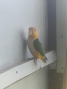 Papoušek na ochočení - amazonek bělobřichý - 3 000,- - 3