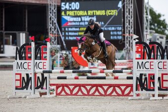 Welšký sportovní pony - 3