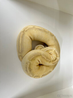 Krajta královská (Python regius) - 3