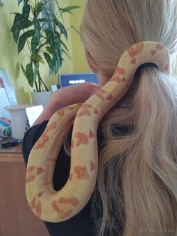 Boa constrictor- Hroznýš královský+terárium - 3
