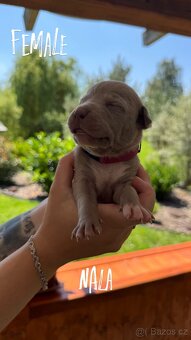 American bully xl s PP- rezervace štěňátek - 3