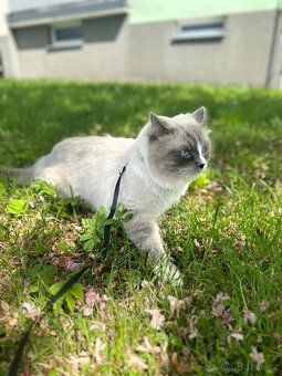 Ragdoll ke krytí. - 3