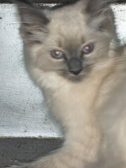 Ragdoll - 3
