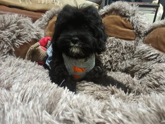Cavapoo fenka - 3