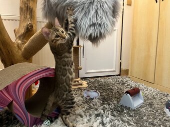 Bengálská kočka - 3