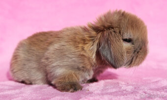 Zakrslí beránci s VP . Samičky . - 3