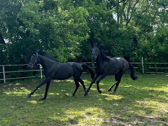 klisny čt  vrané - 3