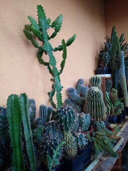 Sbírka kaktusů - 3