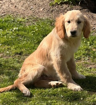 Zlatý retrívr, golden retriever - 3