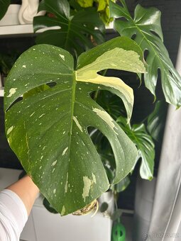 Monstera Thai Constelation - 3