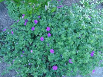 Kakost krvavý - Geranium sanquineum - sazenice - 3