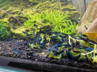Krevetky modre Blue Diamond - 3