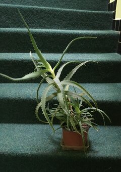 aloe vera - 3