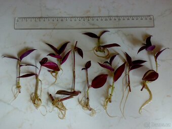 Tradescantia zebrina „Silver Sicilian“ - zakořeněné řízky - 3